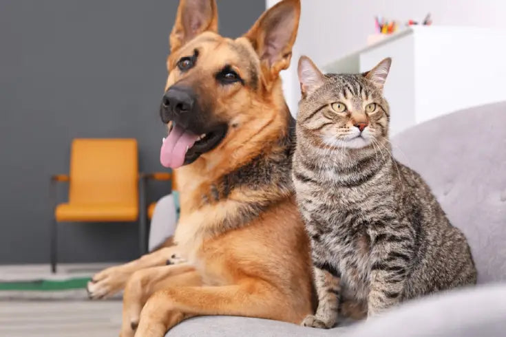 Grooming & Care